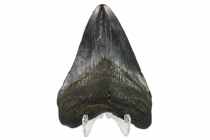 Fossil Megalodon Tooth - South Carolina #130843